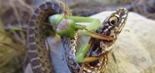 螳螂大战毒蛇,这只螳螂不得了,竟然成功猎杀了一条蛇