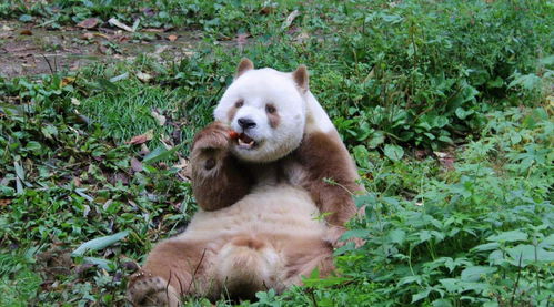 陕西一县城是 熊猫故乡 ,空气质量全年达优,出租车仅有6辆