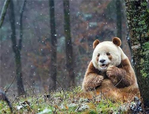 中国发现一只新 神兽 ,全球仅此一只,世界各国都眼红不已