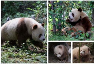棕色大熊猫变色之谜 能拍彩色照片或因白化病