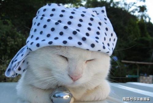 盘点2020年鲜为人知的网红猫,你认识几只