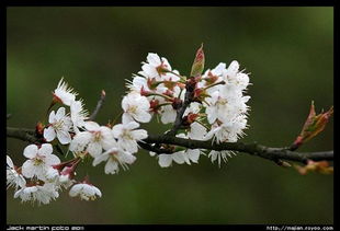 红山青松 咏樱桃花 诗词吾爱网 
