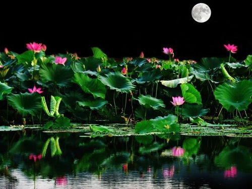 孤云逐梦 月下荷吟 诗词吾爱网 