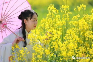 约 成县这片古风版油菜花惊艳绽放,美翻了