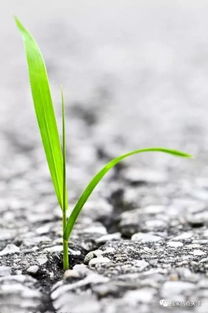 趣味测试 这四颗小草,哪个最顽强 测你身体内不为人知的天赋 