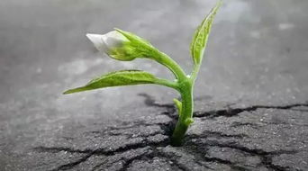 卑微地死去还是沉重地活着 这是个问题