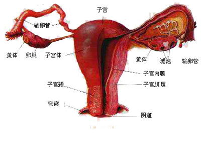 女性内生殖系统图(女性生殖系统感染是什么症状)