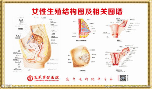 女性生殖结构解剖图图片 