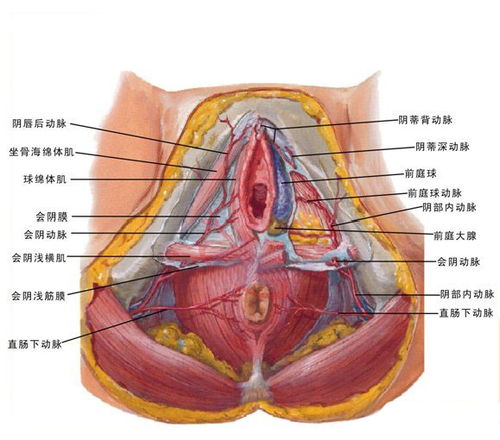 女性盆腔结构示意图 生理结构图