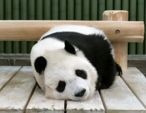 24岁雌性大熊猫将在王子动物园饲养旦旦送还中国(雌性大熊猫是男是女)