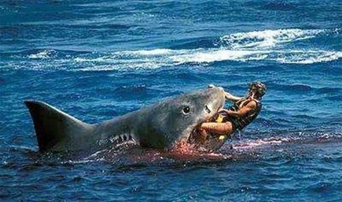鲨鱼袭击的真正好结果是她只是继续冲浪!