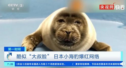 日本小海豹酷似大叔脸爆红,被网友取名为微笑君 