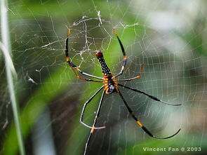 人面蜘蛛 Nephila maculata