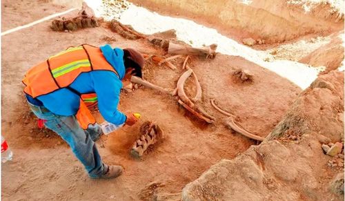 考古学家发现大约200头猛犸象骨头(考古学家发现外星人)