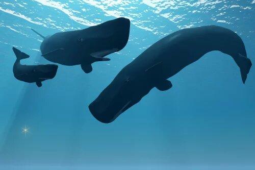 惨烈 一鲸鱼尸体中发现近30公斤的塑料