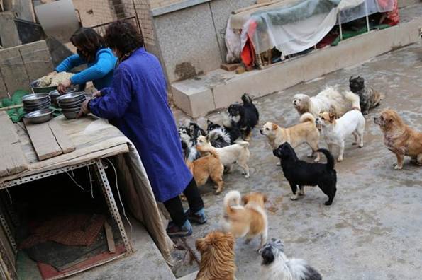 新疆买家网购宠物,疫情快递困在路上60天,现场画面令人震惊