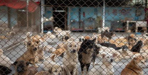 埃及爆发疫情,大量猫狗惨遭遗弃,救助站揭露幕后辛酸