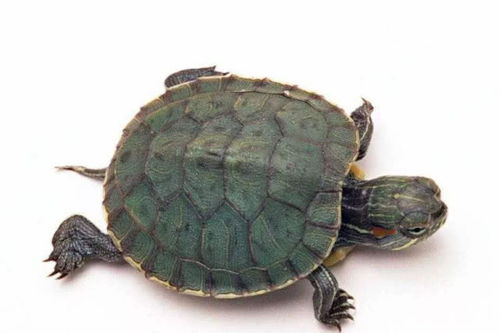 乌龟冬眠被老鼠吃掉两条腿,装上轮子后,速度太快反而不适应