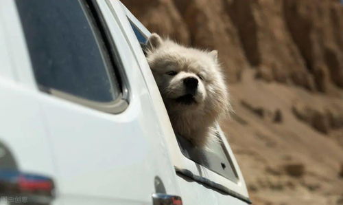 狗狗坐车时,把头伸出窗外是有原因的,你可能不清楚
