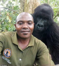 大猩猩和护林员自拍 表情站姿专业 