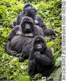 动物世80 一大猩猩像人一样和护林员自拍 旅游户外 中国酒城网 Powered by Discuz 