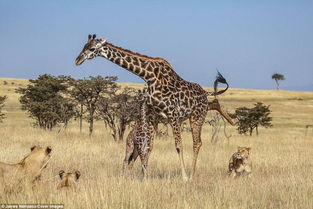 长颈鹿母子被狮群围攻 小鹿丧命 