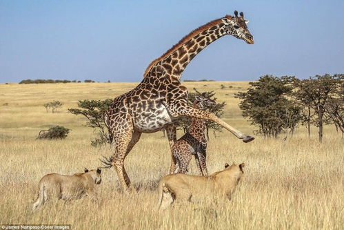 长颈鹿母子被狮群围攻 小鹿丧命 