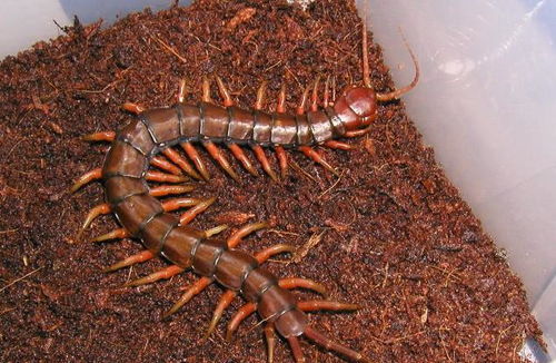 工地发现 蜈蚣精 , 体长1.2米, 中国红巨龙蜈蚣