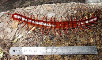工地惊现 蜈蚣精 体长1.2米的中国红巨龙蜈蚣