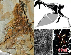科学家发现1.63亿年前新型恐龙 长臂混元龙复原图(科学家发现人类基因组里除了)