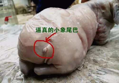 母猪产 小象 不是奇闻,这就发生在云南...