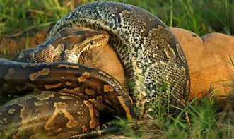 令人震惊的一幕 南非巨蟒蛇活吞角马全程 