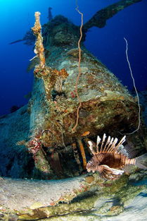 美国女上尉海底拍摄150架二战盟军战机残骸 