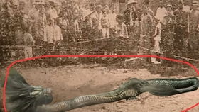 揭秘1995年安徽巨蟒渡劫事件,到底是真是假,难道传说中渡劫化龙是真的