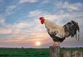 公鸡太吵被告上法庭 16万人替它求情 一只名叫“莫里斯”的公鸡