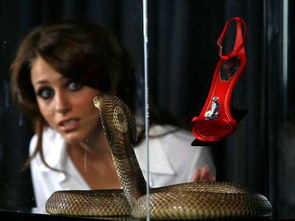 英国百货公司动用埃及眼镜蛇保护金钻石凉鞋(英国著名百货公司)