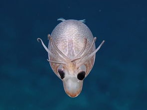 夏威夷海域发现罕见生物 小猪鱿鱼Helicocranchia pfefferi(夏威夷属于哪个海域)