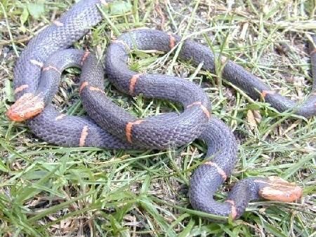 中国27种毒蛇之喜马拉雅白头蝰：中国特有的毒蛇（图片）(中国38种毒蛇)