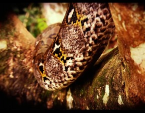 马来西亚巨蟒食人真实事件 蟒蛇吃人恐怖图片(马来西亚食人录)