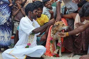印度一男子与狗结婚治病 网友我的哥 阿三又开挂了 