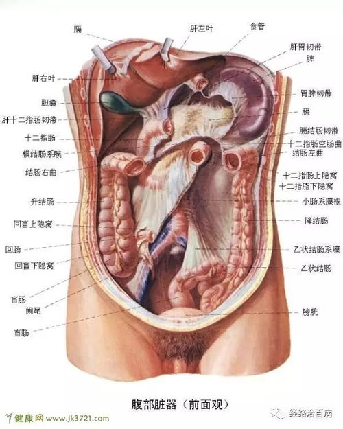 人体内脏器官结构分布图详解