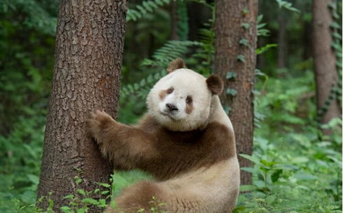 罕见 四川出现全球唯一的白色大熊猫,白白胖胖惹人喜欢