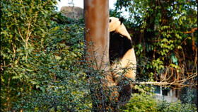 全球唯一1只白色大熊猫长大变金白色,已离开妈妈 自立门户