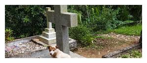 主人去世后,狗狗守墓的照片,让你明白狗狗到底有多忠诚