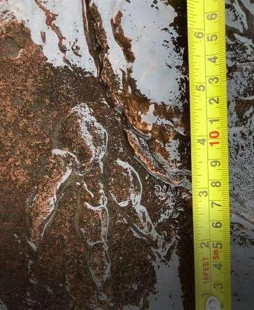 4岁女孩海边发现恐龙脚印化石,距离卡迪夫仅17公里