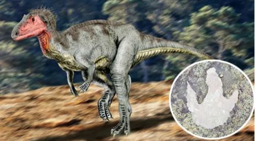 英国四岁小姑娘海边散步发现恐龙足迹,科学家将其定义为科学重要发现