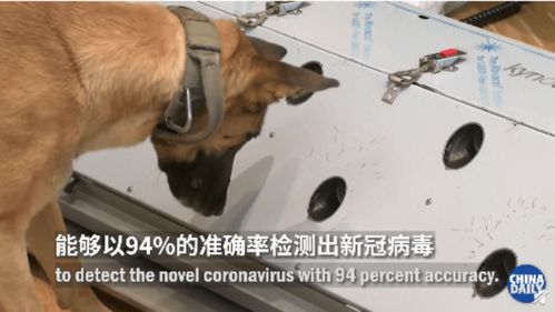 德国称两只嗅探犬能识别新冠患者,准确率高达94 网友提出一个问题