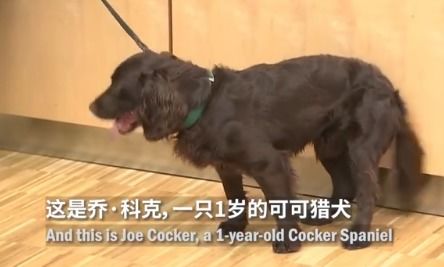 德国称两只嗅探犬能识别新冠患者 准确率高达94 网友不淡定了 