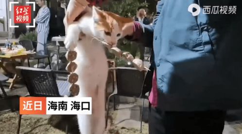 流浪猫偷吃客人烤串 嘴里叼 手 里拿,被抓现场曝光路人笑翻