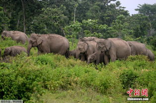 印度象群在村庄附近活动 村民投掷石子驱赶 